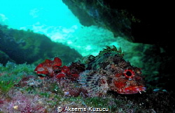 scorpionfish resting by Aksems Kuzucu 